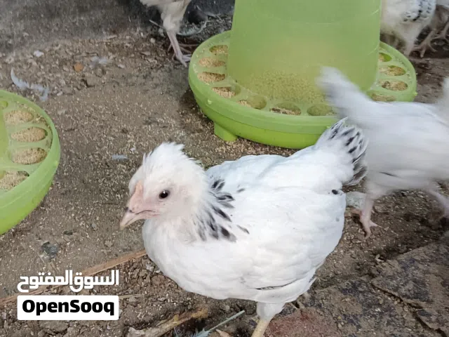 صيصان الكولمبي الأبيض المطوق (أقرأ الوصف مهم يوجد فيديو لصيصات على الواتساب
