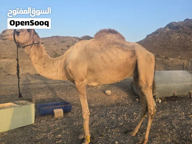 للبيع بعير وافي سمين وصغير سن ود 5سنوات