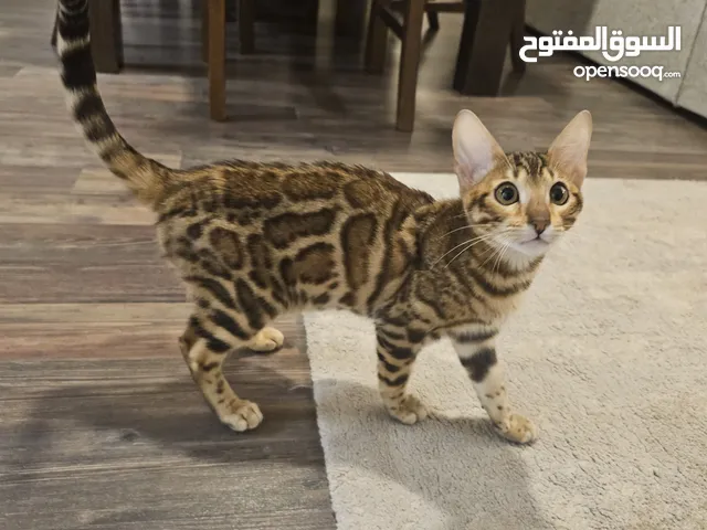 قطة بنغال انثى Bengal female kitten