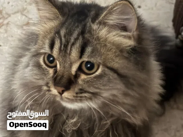 بيع قطط شيرازية لدواعي السفر ( اكسب اجرهن)