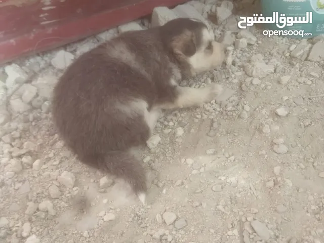 كلبه هاسكي مع 5 جراو للبيع بسعر مغري