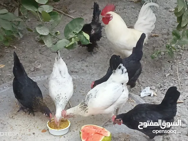 عدد 7 دواجن محلية، تربية منزلية، منتجة