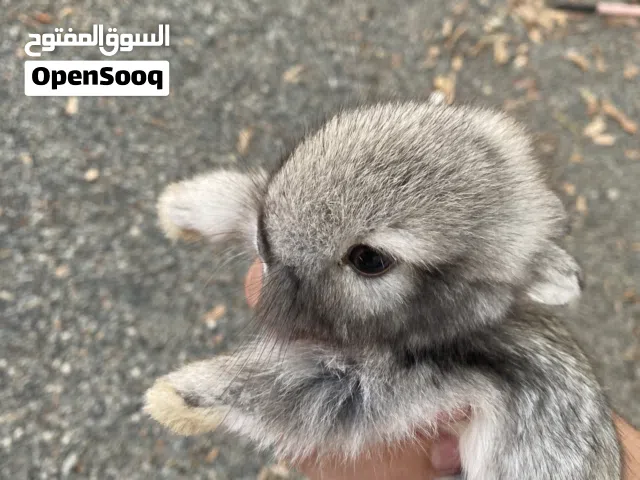 ارنبين للبيع