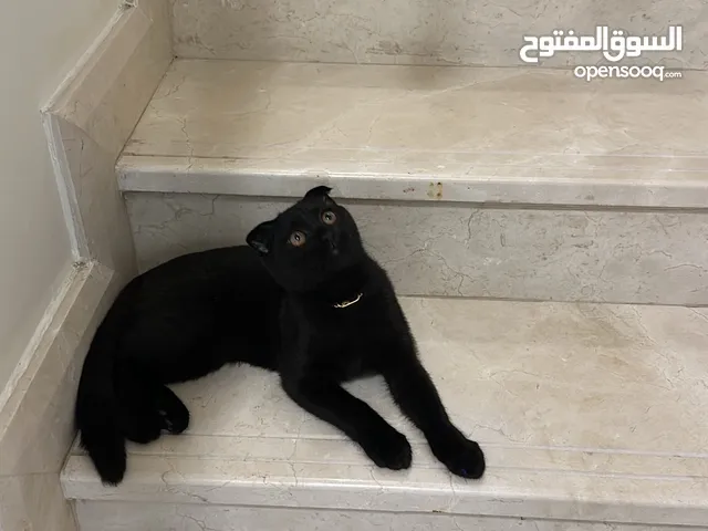 سكوتش بلاك من النوادر