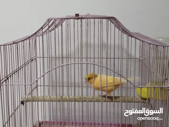 طيور كناري