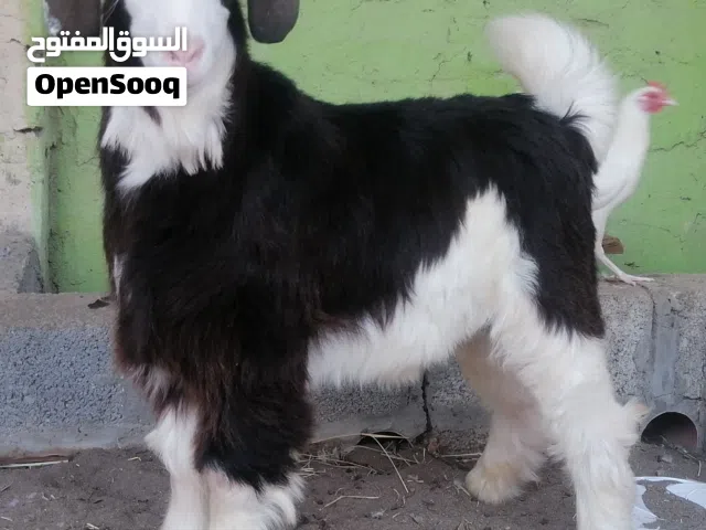 جدي للبيع عمره 6 أشهر
