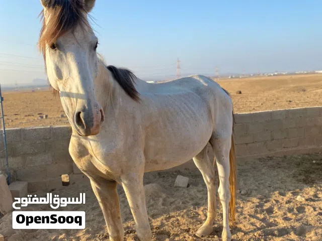 حصان فحل للبيع شوف الوصف