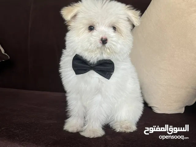 ما شاء الله صلوا ع النبي اناث مالتيز عمر شهرين حاجه فخمه التواصل واتس على رقمي