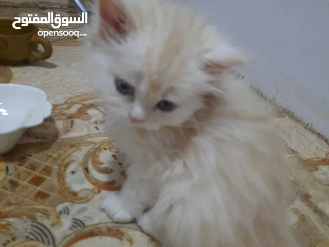 قطط شيرازي مون فيس ابيض وسكري ورمادي العمر شهرين سعر الواحدة ب20الف في صنعاء .......