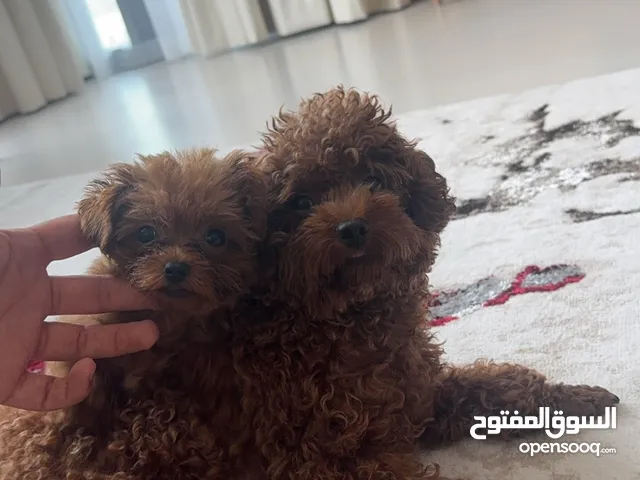 Pure red female teacup poodle