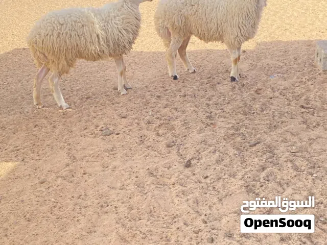 زوز نعاج للبيع