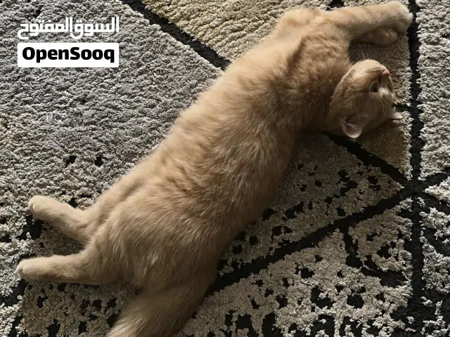 قط مكس سكوتش فولد وهيملايا