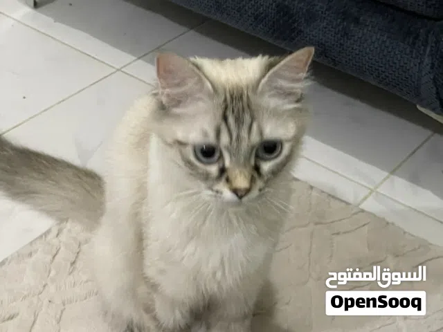 قطة للتبني