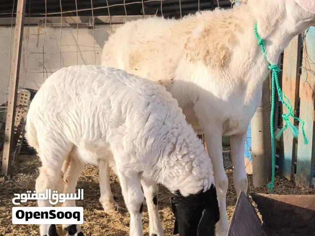 نعجه متاومة درجة اولى من العيار الثقيل