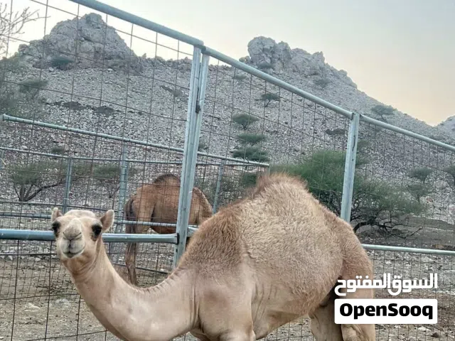 للبيع قعود عمره 6 شهور