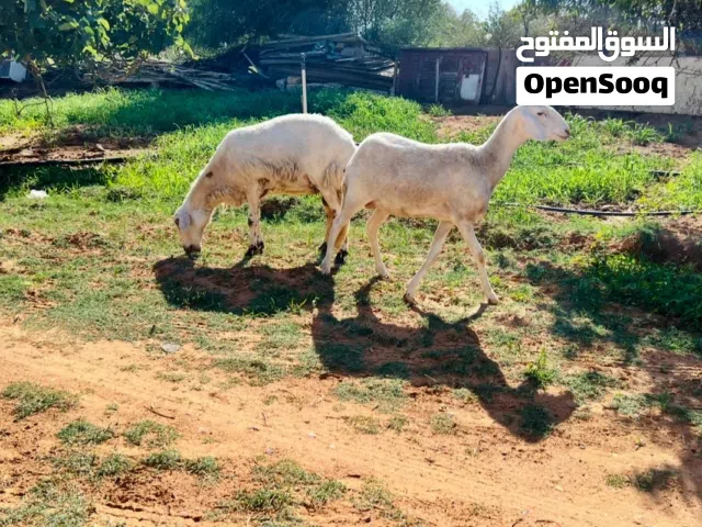 سلام عليكم