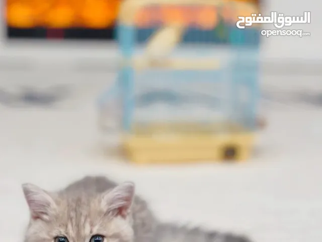 ذكر سكوتش ستريت