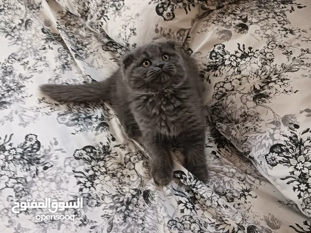 Pure Scottish Fold Kittens