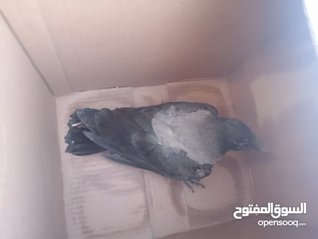 غراب للبيع بسعر مناسب 25 وقبل للتفاوض للجادين