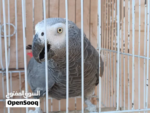 ببغاء زنجباري مش مروض