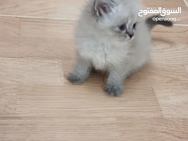 all 25 dinar for sale kitten للبيع قطط