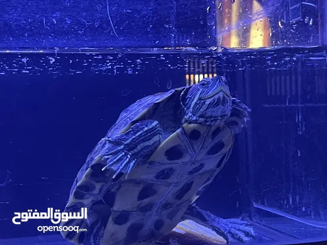 سلحفاة مائيه امازونيه ريد اير