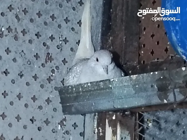 حمام ماسي أو ملوكي + كريم أبيض