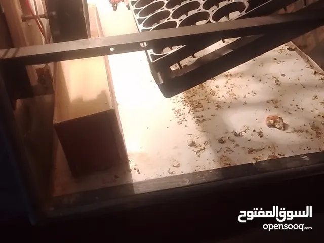 فقاسة اتوماتيك للبيع