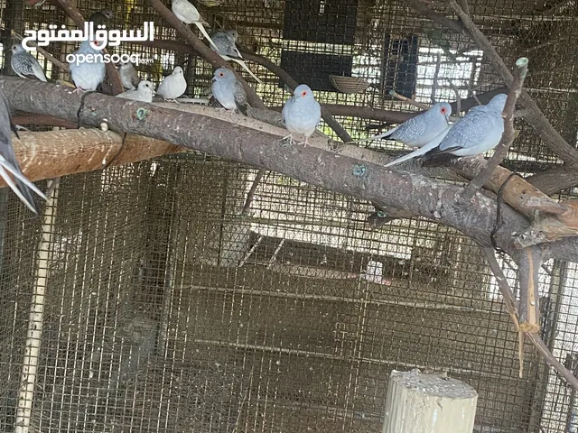 السلام عليكم ورحمة الله وبركاته