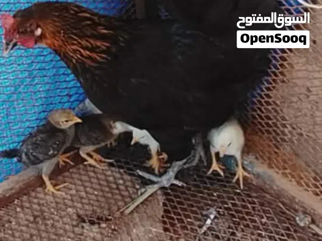 دجاجة امفلسة