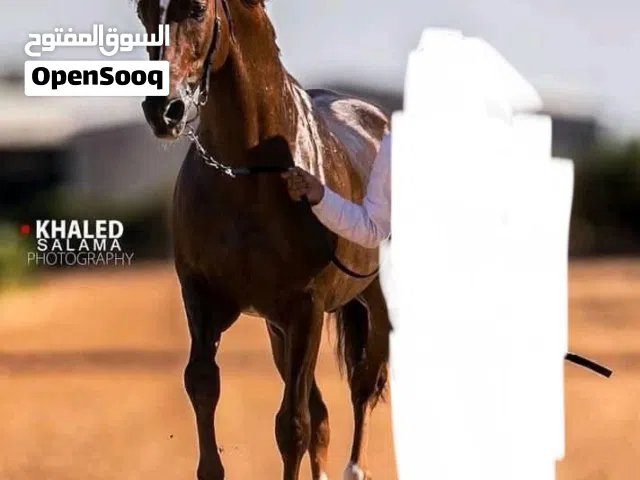 حصان عربي موليد 2018
