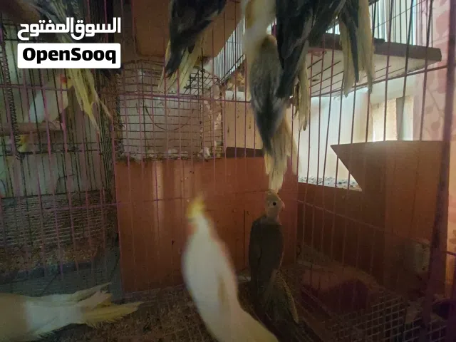 مجموعة كوكتيل للبيع 10 حتت