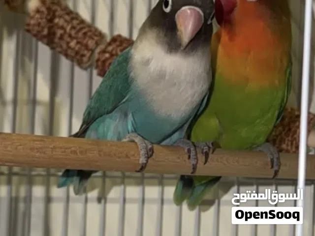 للبيع زوج فيشر أليف مع كامل الاكسسورارت و الألعاب + مع الأكل