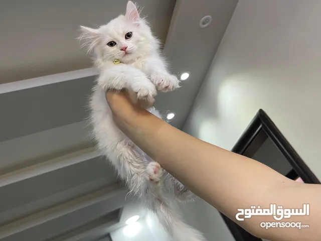 عرض لليوم فقط كيتن عدد 2 للبيع بسعر 15 غير قابل للتفاوض للجادين فقط كيتن مميزة للبيع