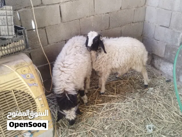 غنم عدد 2 افحله اسمان يرهمن ذبح وجني نوعيه ممتازه بسعر مناسب