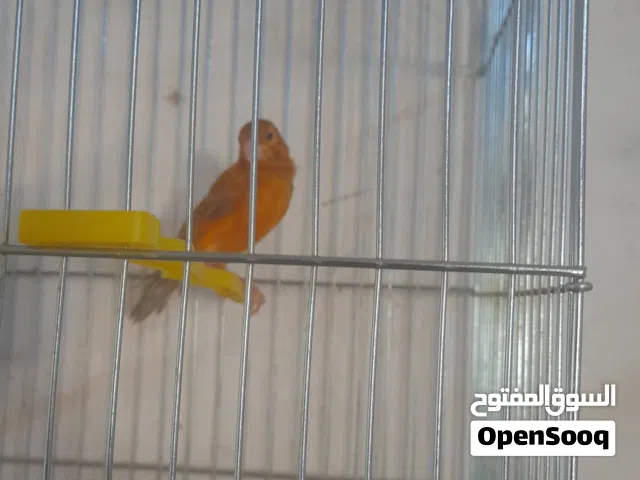 كنار للبيع
