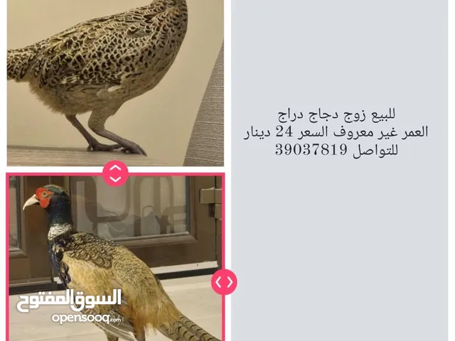 للبيع زوج دراج