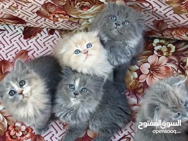 قطط نادره جميلة صغيره للبيع