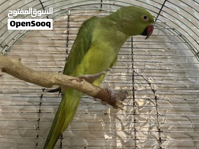 طير للبيع أنثى حاله جيد جداً