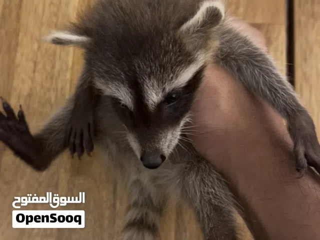راكون صغار