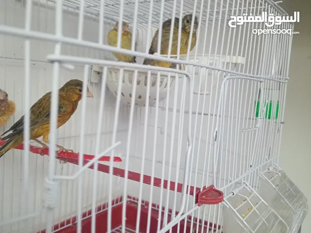 ذكر كنار نحاسي نار بصلاه على النبي معه خمس فراخ....