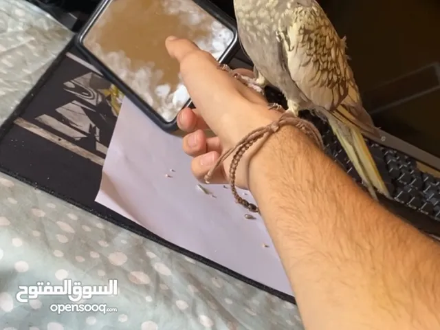 ببغاء كوكتيل اليف جد وامن مع الاطفال انثى بيّاضه مع كامل اغراضها قابل للتفاوض