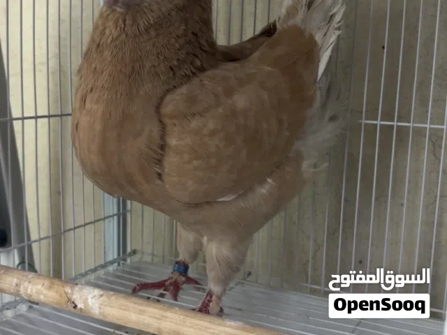للبيع ازواج حمام زينه