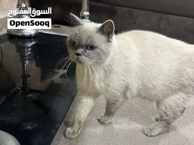 للبيع بسه في رصيفه