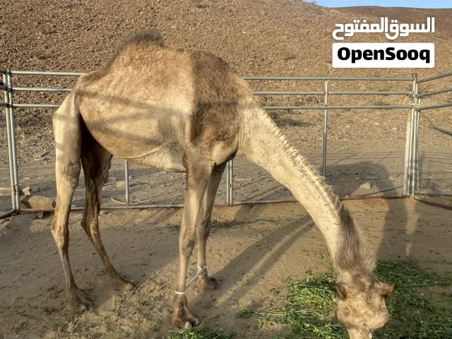 ما شاء الله صفراء مدني