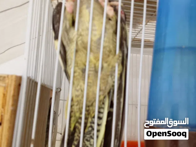 اقرا الوصف
