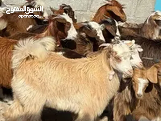 مشروع مواشي