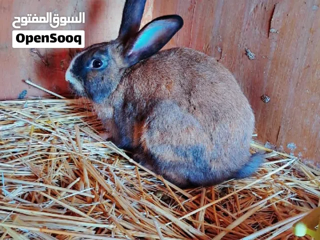 السلام عليكم ورحمة الله  2دكوره للبيع