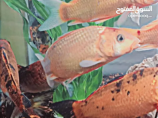 السلام عليكم متاح سمك كوي احجام كبيره عدد 9 الحبه 4دنانير كوم موجودات عمان جبل الاشرفية للاستفسار