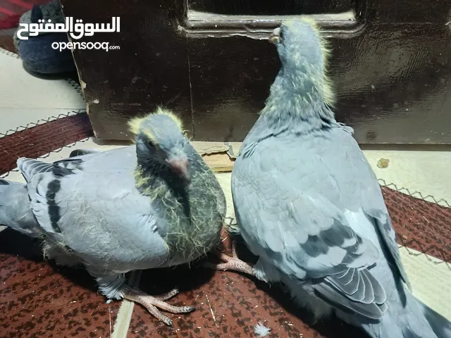 حمام زاجل وحمام لاحم